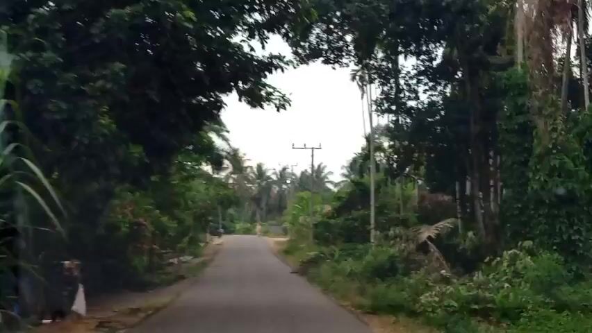 The video shows a paved road surrounded by lush greenery and tall trees, suggesting a rural or tropical setting. The road appears to be relatively narrow and is in good condition. There are power lines visible on poles along the side of the road, indicating that there is electricity in the area. The vegetation is dense, with various types of trees and plants, including palm trees, which are characteristic of tropical climates. The sky is overcast, suggesting it might be a cloudy day. In the distance, a person is walking on the road. There are no other significant objects or activities visible in the frame. The overall impression is one of a quiet, natural environment.