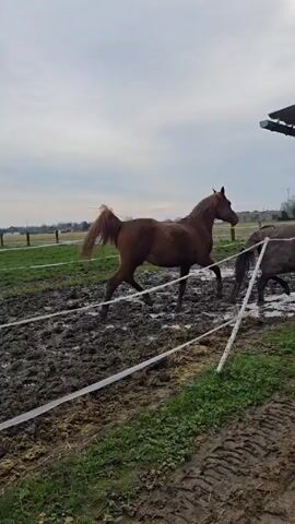 The video shows a muddy outdoor area with a horse paddock. In the foreground, a brown horse gallops through a muddy area by a white electric fence. The camera pans to the right to show several horses standing under a wooden shelter. The ground inside the shelter is covered with hay and mud.  The environment is rural with fields in the background under an overcast sky.  The video appears to be shot outdoors on a cloudy day.
