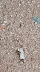 Nigerian witness documents ant colonies foraging in Orji neighborhood