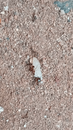 Nigerian witness documents ant colonies foraging in Orji neighborhood