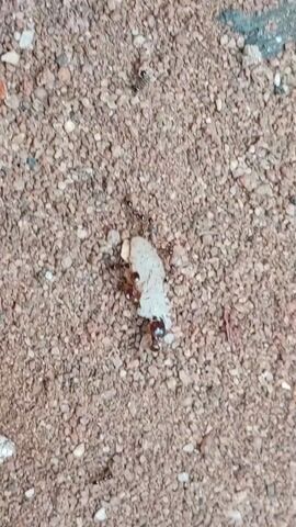 The video shows ants working together to carry a piece of white material across a ground covered in small brown pebbles. The ants are black and relatively small.  The piece of material is larger than the ants. As the video progresses, the ants and the piece of material move out of the center and the camera focuses on the gravel-covered ground. There are also a few small leaves visible.