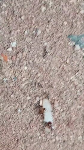 Nigerian witness documents ant colonies foraging in Orji neighborhood