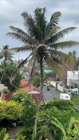 The shot from an elevated position showcases a lush, tropical scene featuring a prominent coconut palm tree swaying gently in the foreground. The palm is surrounded by a variety of greenery, including smaller trees, banana plants, and flowering bushes, adding depth and texture to the landscape. Behind the vegetation, a street runs through a small town with various buildings, some with red-tiled roofs and others with modern white facades. Vehicles, including tuk-tuks and cars, can be seen traveling along the road. The sky is overcast, casting a soft, diffused light over the scene. There are no people visible in the frame.