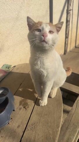 A white and orange cat is sitting on a weathered wooden table outside. The cat is mostly white, with orange patches on its head and tail. It has yellow-green eyes and a pink nose. The table is made of uneven planks and shows signs of wear. There's a blue bowl sitting to the left of the cat on the table. The background includes a light-colored wall and a glimpse of a clothesline. The scene is brightly lit, casting shadows on the table. The cat is looking around.