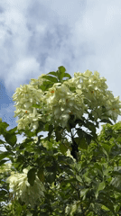 Garden moments captured in Kebonsari: flowers, chicken, everyday life