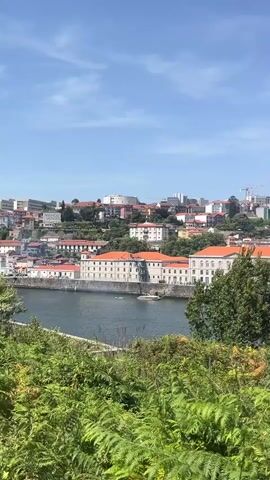 The video pans across a wide river lined with historic buildings and a cityscape. In the foreground, lush green foliage and ferns obscure the lower part of the frame. A body of water, likely a river, occupies the middle ground, with a white sailboat with a red tip navigating its surface. The riverbank is lined with buildings featuring red-tiled roofs and white facades, characteristic of European architecture. Beyond the riverbank, a city skyline rises, dotted with numerous buildings of varying heights and architectural styles, some with cranes indicating ongoing construction. The sky above is a clear blue with a few scattered white clouds. People are visible along the riverbank, suggesting a public event or gathering. The overall atmosphere is bright and sunny, hinting at a warm day.