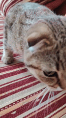 Early morning domestic moments with pets documented in Hrodna