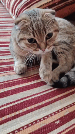 Early morning domestic moments with pets documented in Hrodna
