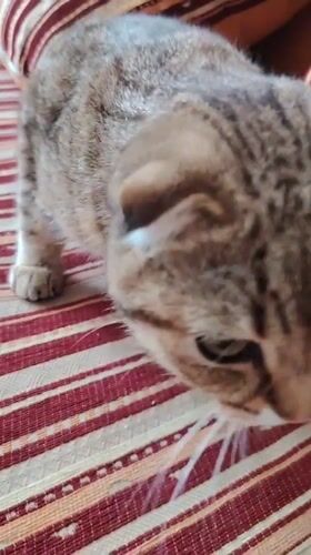Early morning domestic moments with pets documented in Hrodna