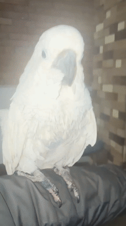 White parrot perches on person's arm in Tangier