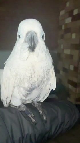 White parrot perches on person's arm in Tangier