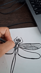 Detailed dragonfly art session with nature photography in Kempelevo