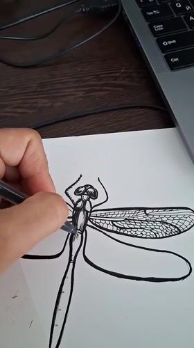 Detailed dragonfly art session with nature photography in Kempelevo