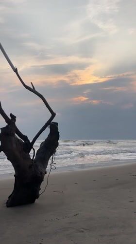 Beach life documented at Ashvem, India coastal area