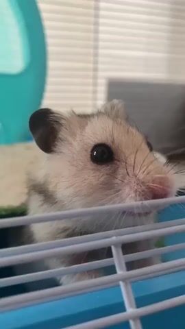 A close-up shot focuses on a small hamster with beige and grey fur. The hamster is inside a blue and white cage, peering through the bars. Its dark eyes and pink nose are prominent features. The background is blurred, showing blinds and hints of other cage accessories. The hamster appears to be looking forward, then turns its head slightly to the right and then to the left, possibly twitching its nose and whiskers.