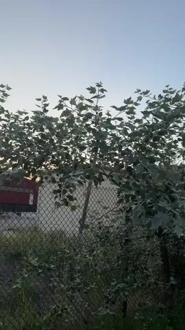 The video shows a tree with variegated leaves that are green and white. The tree is in front of a chain-link fence. Behind the fence, there is a building and some grass. The sky is a light blue color. The video is shot from a low angle, looking up at the tree.