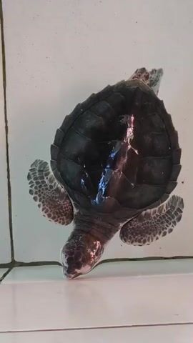 An overhead shot shows a dark-shelled sea turtle with patterned flippers floating in a white, tiled tank. The turtle is mostly stationary in the clear water, with light reflecting off its shell.