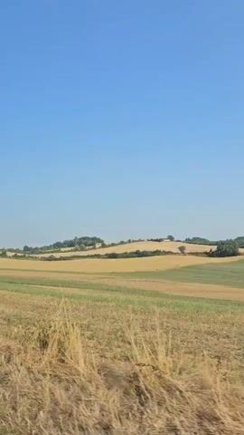 The video shows a moving shot of a rural landscape under a clear blue sky. The foreground is dominated by dry, golden grass and some green foliage, possibly indicating a field or roadside vegetation. In the midground and background, rolling hills are visible, covered with a patchwork of agricultural fields. Some fields appear to be harvested or are in the process of drying, displaying shades of yellow and light brown. Other areas are greener, suggesting different crops or stages of growth. Scattered trees and bushes dot the landscape on the hilltops. The overall impression is of a sunny, rural environment, likely taken from a vehicle due to the motion blur and perspective. The audio includes spoken words, though their content is not directly related to the visual scene.