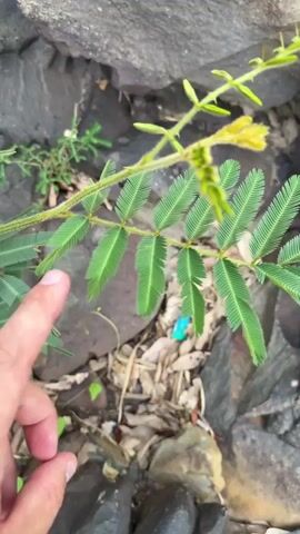 A human finger points to the leaves of a plant that is partially enclosed by rocks. The plant has small, feathery green leaves arranged along a thin stem. A small yellow flower bud is visible at the tip of the stem. The ground surrounding the plant is covered with dry leaves and dirt.