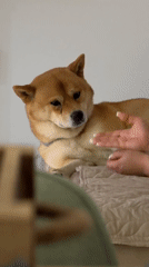 Person interacts with Shiba Inu dog on blanket