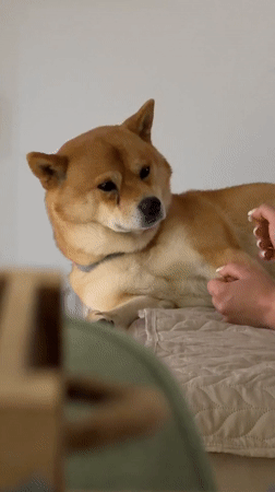 Person interacts with Shiba Inu dog on blanket