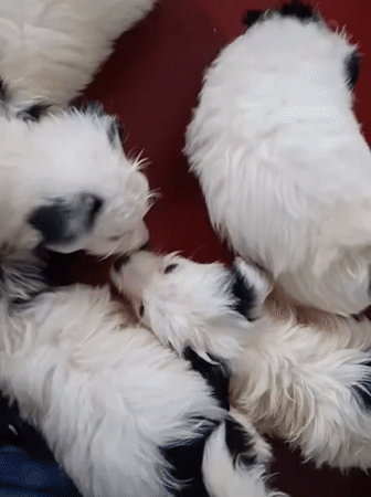 Nairobi puppy litter eats, plays, and gets some attention