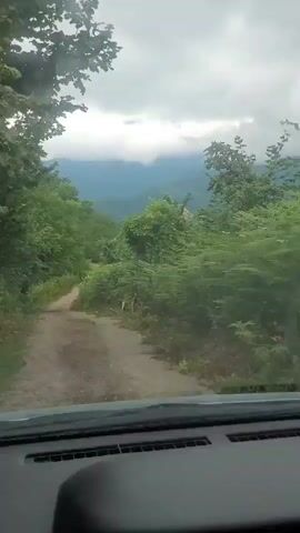 A first-person view from a vehicle driving on a dirt road. The road is surrounded by dense green foliage, with trees and ferns lining the path. In the distance, hazy mountains are visible under a cloudy sky. The interior of the vehicle, including the dashboard, is partially visible in the foreground. The camera is positioned to capture the road ahead and the natural environment.