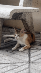 Calico cat resting on tiled floor in Thủ Đức