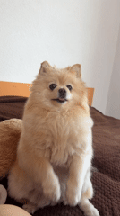 Pomeranian dog performs clapping motions in Razlog, Bulgaria
