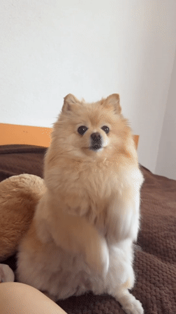 Pomeranian dog performs clapping motions in Razlog, Bulgaria