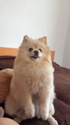 Pomeranian dog performs clapping motions in Razlog, Bulgaria