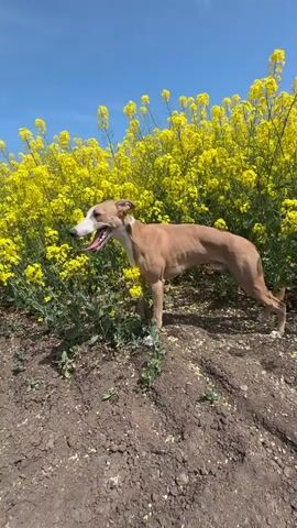 A medium shot shows a light brown whippet dog standing next to a tall field of bright yellow rapeseed flowers in full bloom on a sunny day with a clear blue sky. The dog is panting and looks slightly off to the left. The ground is brown and uneven with some vegetation.