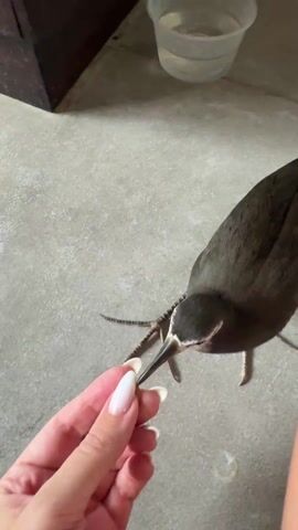 A high-angle indoor shot shows a person's hand with polished nails holding a small piece of food for a brown bird with a long beak. The bird pecks at the food and eventually takes it. The background consists of a gray floor, a wooden object in the top left corner, and a plastic cup with water behind the bird. The bird is mostly brown but has a white face. The bird is standing and facing the hand with food.