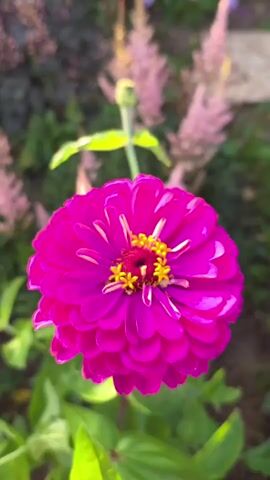This is a close-up video of a vibrant pink zinnia flower in a garden. The flower is in full bloom, with many layers of petals radiating outwards from a yellow and red center. The zinnia is the primary subject, with its rich color and intricate petal structure being the focus.

The setting is a garden with other plants in the background, including some feathery pink flowers that appear to be astilbe, and greenery that is softly blurred, creating a bokeh effect. The lighting suggests it is daytime, likely a sunny day, as evidenced by the bright illumination of the flower and the way it highlights the textures.

No people are visible in the video. The activity is simply the static presentation of the zinnia flower, allowing the viewer to appreciate its beauty. The overall mood is peaceful and serene, highlighting the natural beauty of the flower.

There is no visible text in the video. The location context provided is "Буренка, Russia."