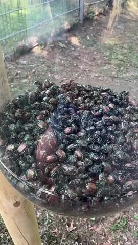 A large glass container, possibly a feeder, is filled with a dense mass of Japanese beetles. The beetles are mostly dark green and brown, with some iridescent copper or reddish-brown hues visible on their shells. They are piled high within the container, obscuring most of its depth. A wooden pole is visible to the left, supporting the container. The background shows a grassy area with some dirt and trees, suggesting an outdoor environment, possibly a park or garden. The lighting is natural, indicating daytime. No people are visible in the frame. The focus is entirely on the container and its contents.