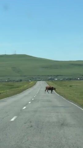 The video captures a brown cow walking across a paved road in a rural landscape. The road has a white line down the center. The cow is in the middle of the road, then moves towards the right shoulder to graze. The background shows rolling green hills under a clear blue sky. In the distance, there are some small buildings and what appear to be wind turbines on a hilltop. The footage seems to be shot from a moving vehicle.