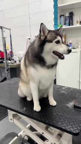 The video shows a dog sitting on a grooming table in what appears to be a pet grooming salon or a similar space. The dog is a Husky or a Husky mix, with a black and gray back, white chest, and a typical Husky facial pattern. It has its mouth slightly open, seemingly panting or smiling. The dog is restrained with a blue grooming loop attached to a grooming arm. The table is black and has a textured surface. In the background, there is a wall with white cabinets, grooming supplies, and other equipment. A grooming tool and a pile of fur are visible on the table near the dog. The overall environment seems clean and well-lit.