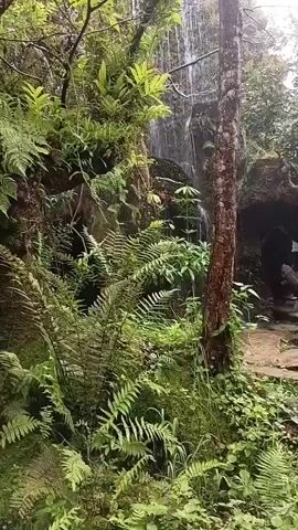 The video shows a woman in a blue dress walking away from the camera into a lush, green forest. Ferns and other plants cover the ground and trees, and a waterfall is visible in the background. The path the woman is walking on appears to be made of dirt or gravel. The overall atmosphere is natural and serene.