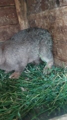 This is a video clip of several rabbits in a wooden enclosure. The enclosure appears to be outdoors, as suggested by the natural lighting and the presence of greenery, likely grass or hay, for the rabbits to eat. The wooden walls of the enclosure are rough and aged, adding to the rustic feel of the scene.

The rabbits are of various colors, including grey and a lighter, reddish-brown. They are seen interacting with the hay, with one rabbit in particular appearing to be digging into it. Another rabbit looks directly at the camera with large, expressive eyes. The overall impression is one of a peaceful, everyday moment in the life of these domestic animals.

There is no visible text in the video. The time of day is not definitively ascertainable but appears to be daytime, given the bright lighting. The weather is also not discernible, but the presence of fresh greenery suggests it is not harsh. The location context places this scene in Skala-Podilska, Ukraine. The animals seem content and undisturbed in their habitat.