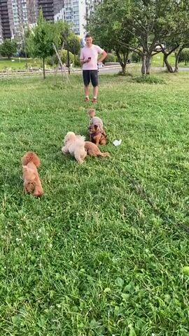 A man stands in a grassy park, holding a smartphone. Several dogs are gathered on the grass, some interacting with each other. The dogs are of various breeds and colors, including poodles and what appear to be smaller mixed breeds. The man is wearing a pink t-shirt and dark shorts. In the background, there are trees, more grass, and buildings. The weather appears to be clear.