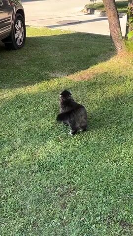 A black and brown long-haired cat is standing on a grassy lawn in the sun. The cat turns its head to the left, then walks forward and to the right. It continues to walk forward, looking at the camera as it moves. Part of a car and a tree are visible in the background.