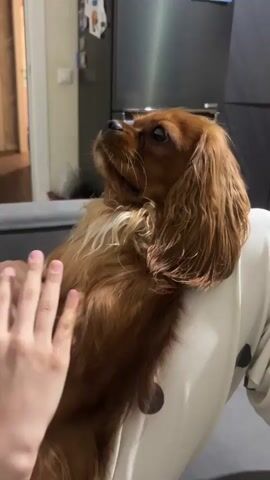 A close-up video shows a person's hands gently petting a brown Cavalier King Charles Spaniel dog. The dog is lying on what appears to be a person's lap, looking upwards with its head tilted slightly. The background is out of focus, but suggests an indoor setting with a refrigerator and a doorway visible. The lighting is dim.