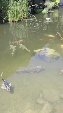 A clear, sunny day shows a pond with several koi fish, their scales glinting as they swim in the greenish water. The pond is bordered by tall, green reeds on the left and various plants on the right. In the foreground, a dark and white patterned koi swims left, while another larger, darker koi swims near the center right. A turtle rests on a light-colored rock in the middle of the pond. More koi, in shades of orange and white, are visible in the background. The water is shallow enough to see rocks on the pond bed in some areas.