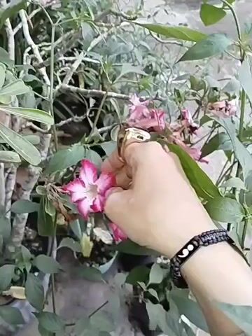 A person's hand with a gold ring and a black bracelet is shown gently touching a pink and white flower. The background is a garden with various plants and green leaves. The lighting is natural, suggesting an outdoor setting.