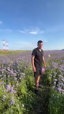 A man in a black polo shirt and black shorts stands in a field of purple flowers under a clear blue sky. He is holding a pink cloth in his right hand. In the background, there are power lines and a few distant figures. The camera pans across the flower field.
