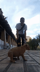 Chill evening with puppies on a Porlamar patio