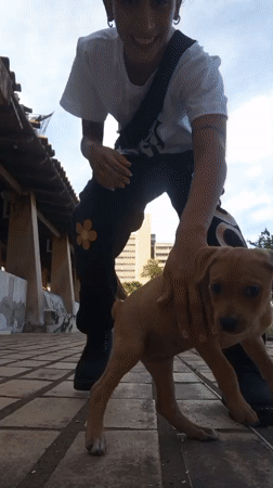 Chill evening with puppies on a Porlamar patio
