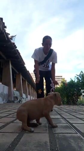 Chill evening with puppies on a Porlamar patio