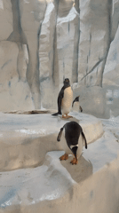 Three penguins spotted in icy exhibit at Hong Kong zoo