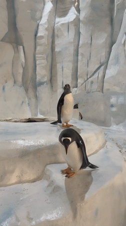 Three penguins spotted in icy exhibit at Hong Kong zoo
